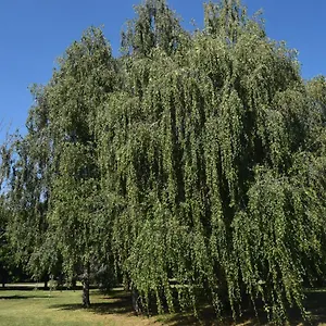 Al Salice Tranquillità Nel Verde Via Amendola 24 Appartamento